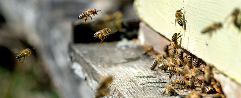 biodiversite - proteger les abeilles