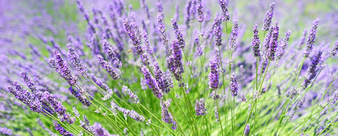 Nouveau : livre « Je sais utiliser mes plantes médicinales »