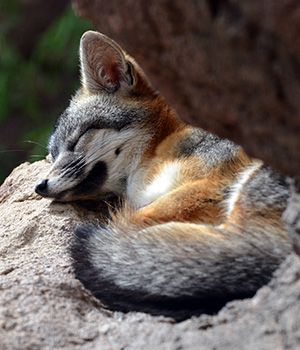 Le sommeil : un besoin pour l’Homme et la Nature