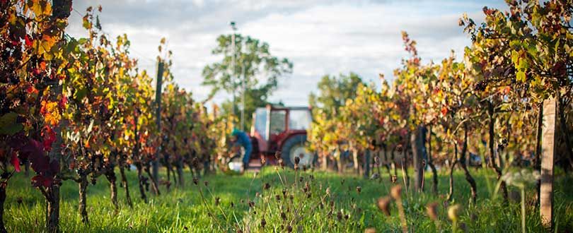 vigne rouge du domaine body nature