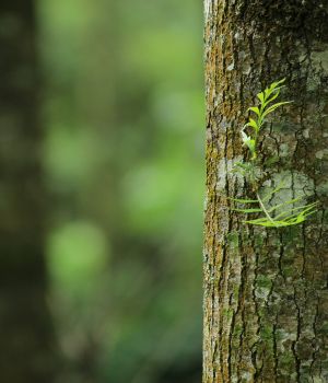 Fondation Science et Nature : 3 associations soutenues en 2025