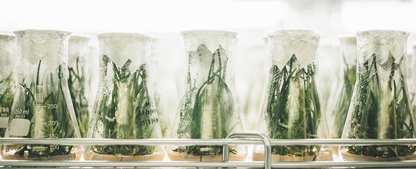 Notre Fondation soutient le monde végétal appel a projet de la fondation science et nature