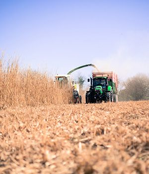 La récolte de Miscanthus : un biocombustible au fort potentiel