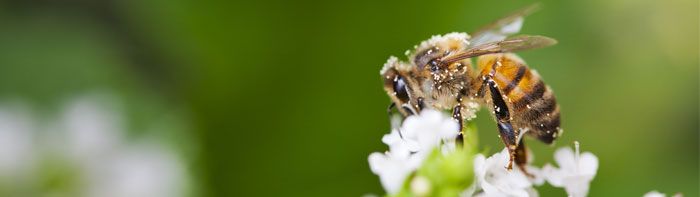 abeille - polinisation et protection des ecosystèmes