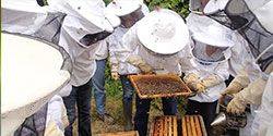 festival odyssee nature - le monde des abeilles