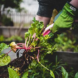 jardinage et agriculture biodynamique