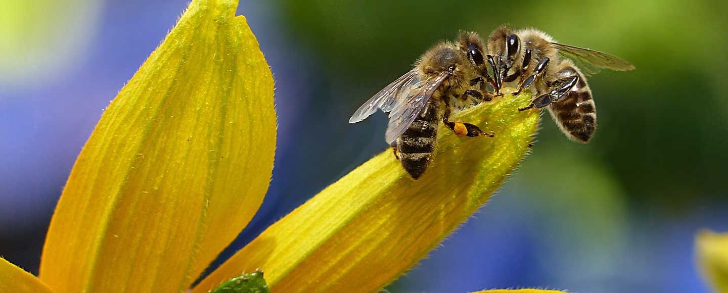 Le miel dans tous ses états et rôle des abeilles dans la nature