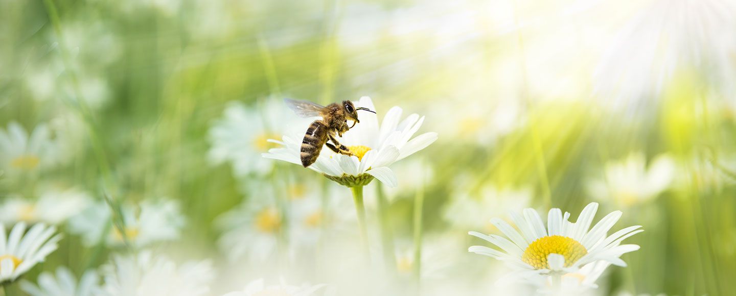 Le Domaine Body Nature, terre de biodiversité