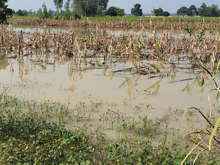पांडु नदी के उफान से मक्का और तिल की फसलें नष्ट, हजारों बीघा धान, तिल और बाजरा पर बाढ़ का मंडराता खतरा