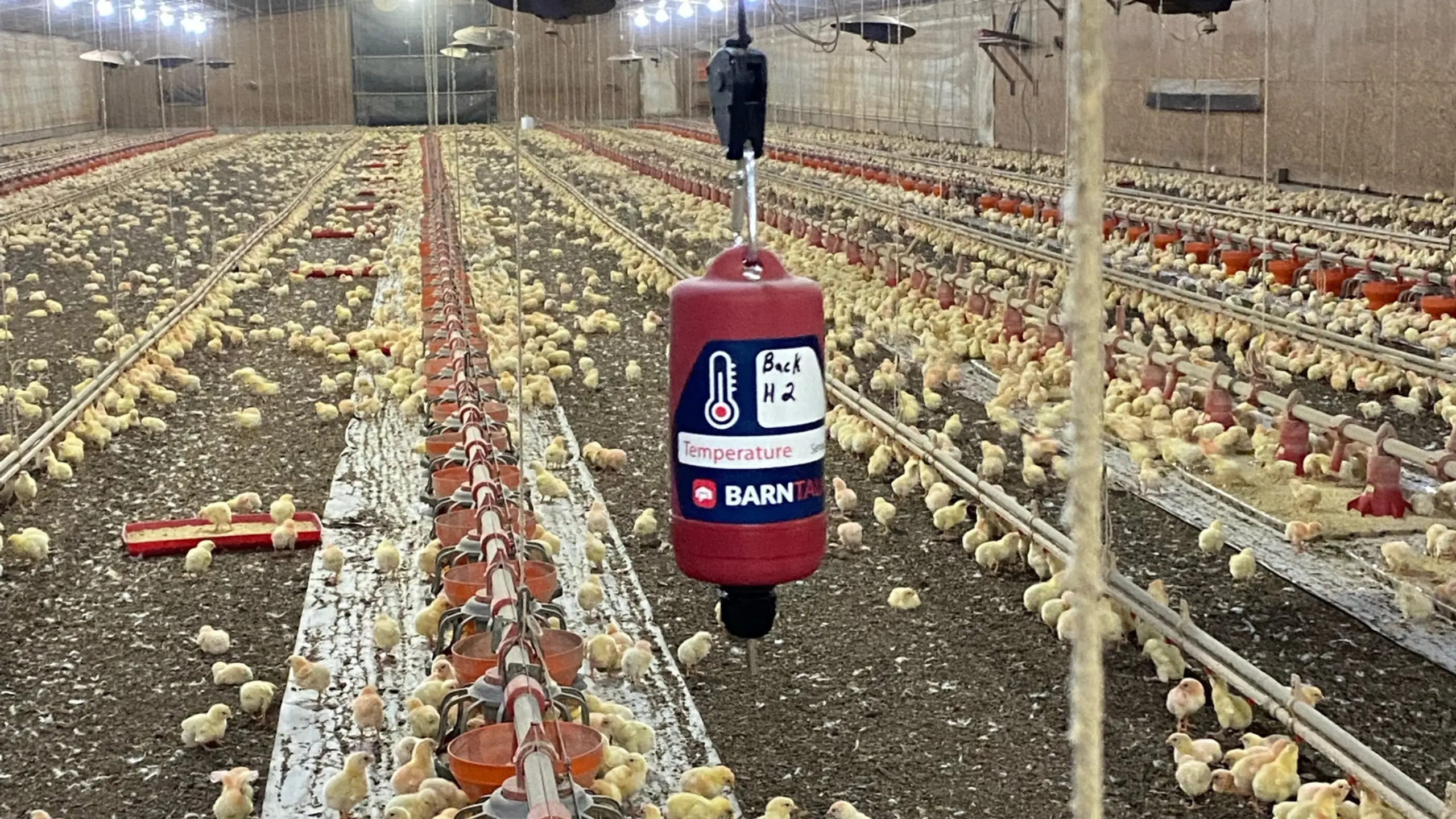 Chicks and Temp Sensor