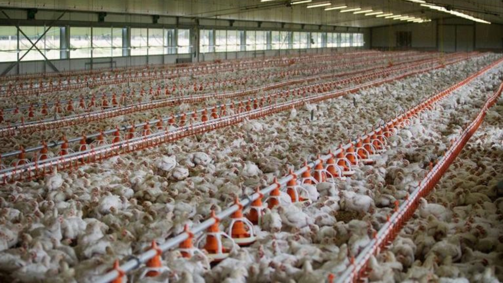 chickens in chicken coop