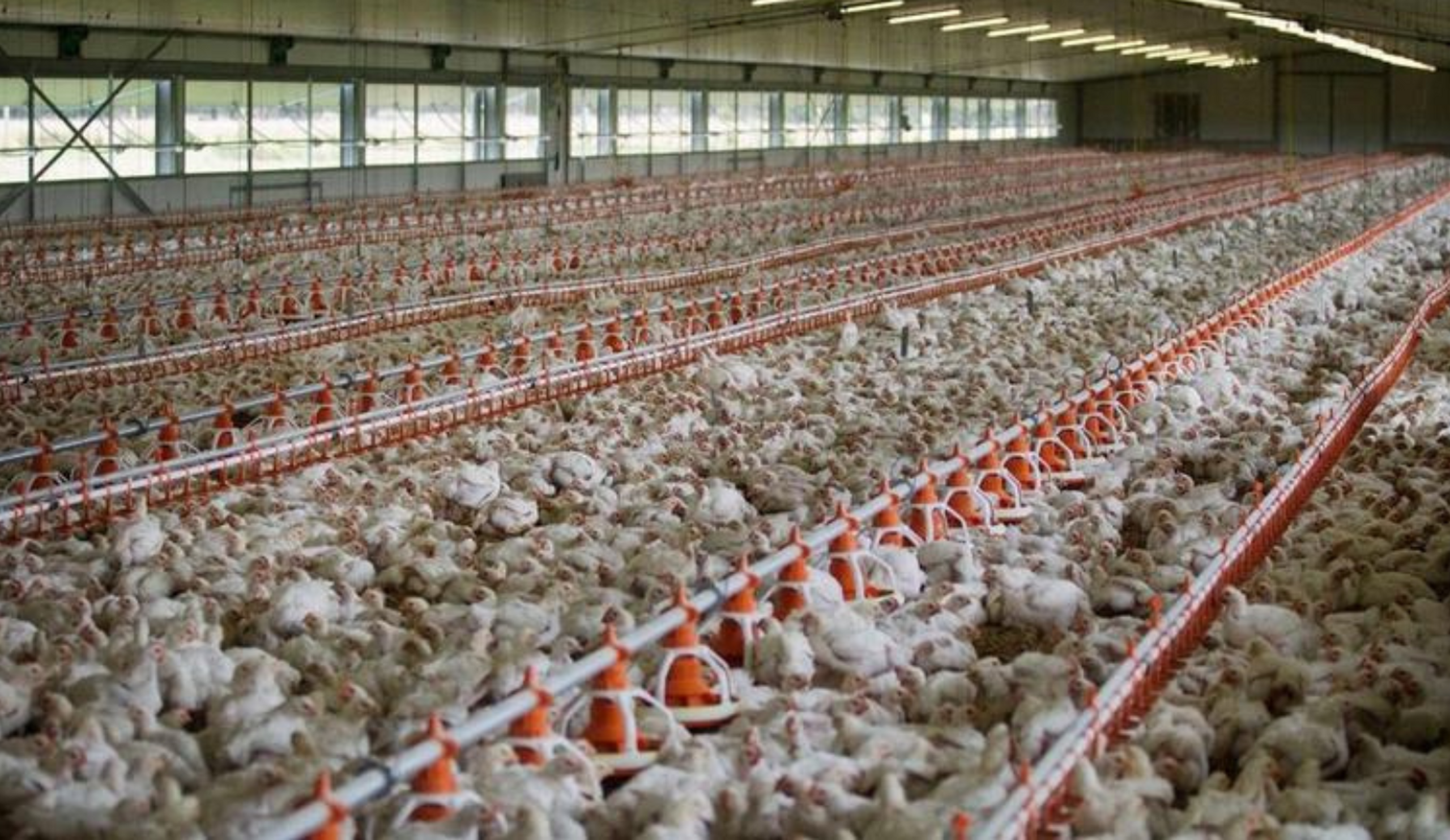 chickens in chicken coop