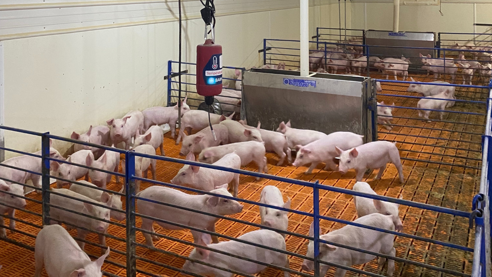 Pigs and Temp Sensor