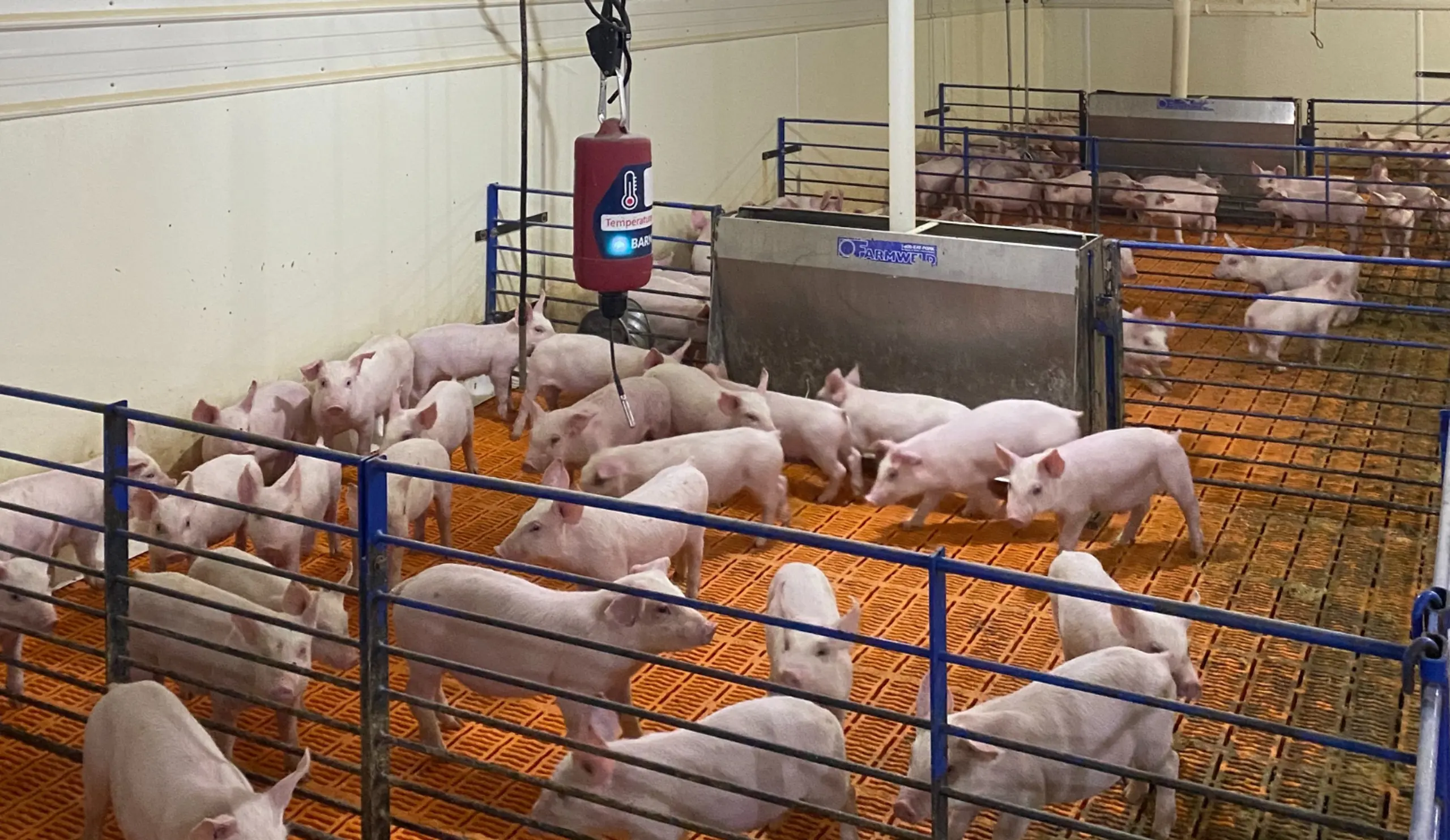 Pigs and Temp Sensor