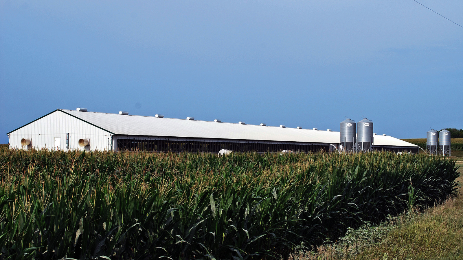 Barn in Summer Field