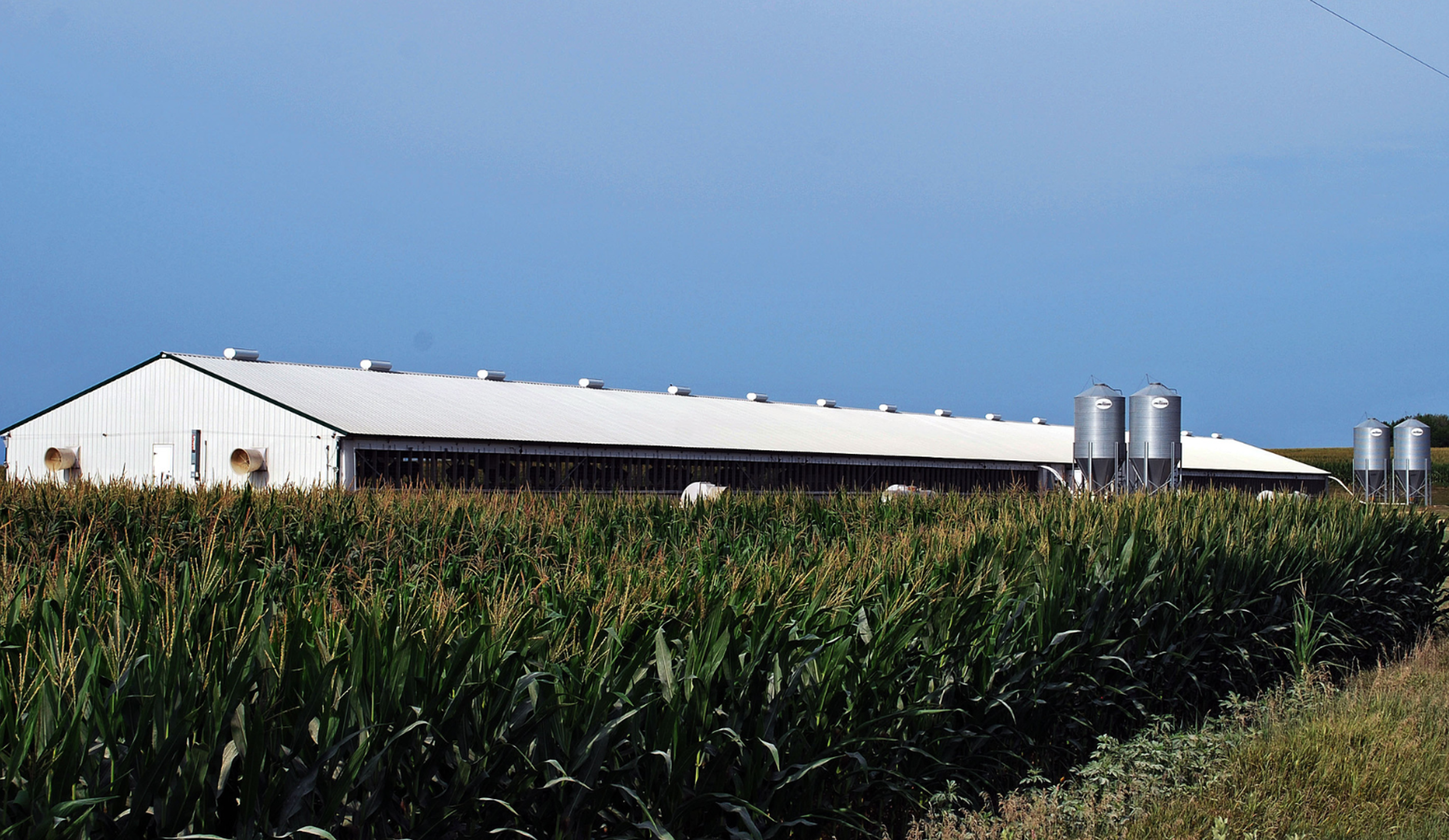 Barn in Summer Field