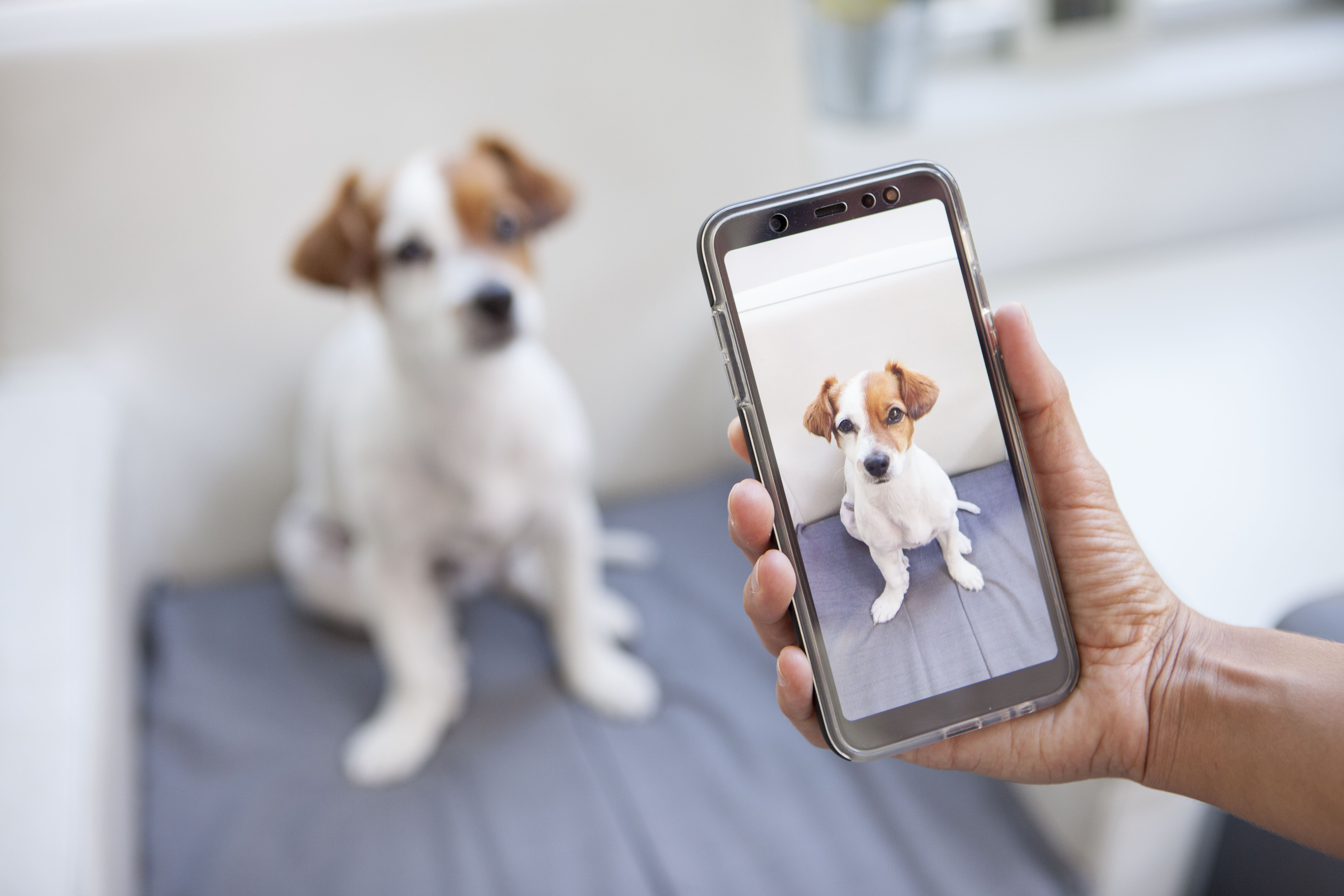 Custom Pet Phone Case