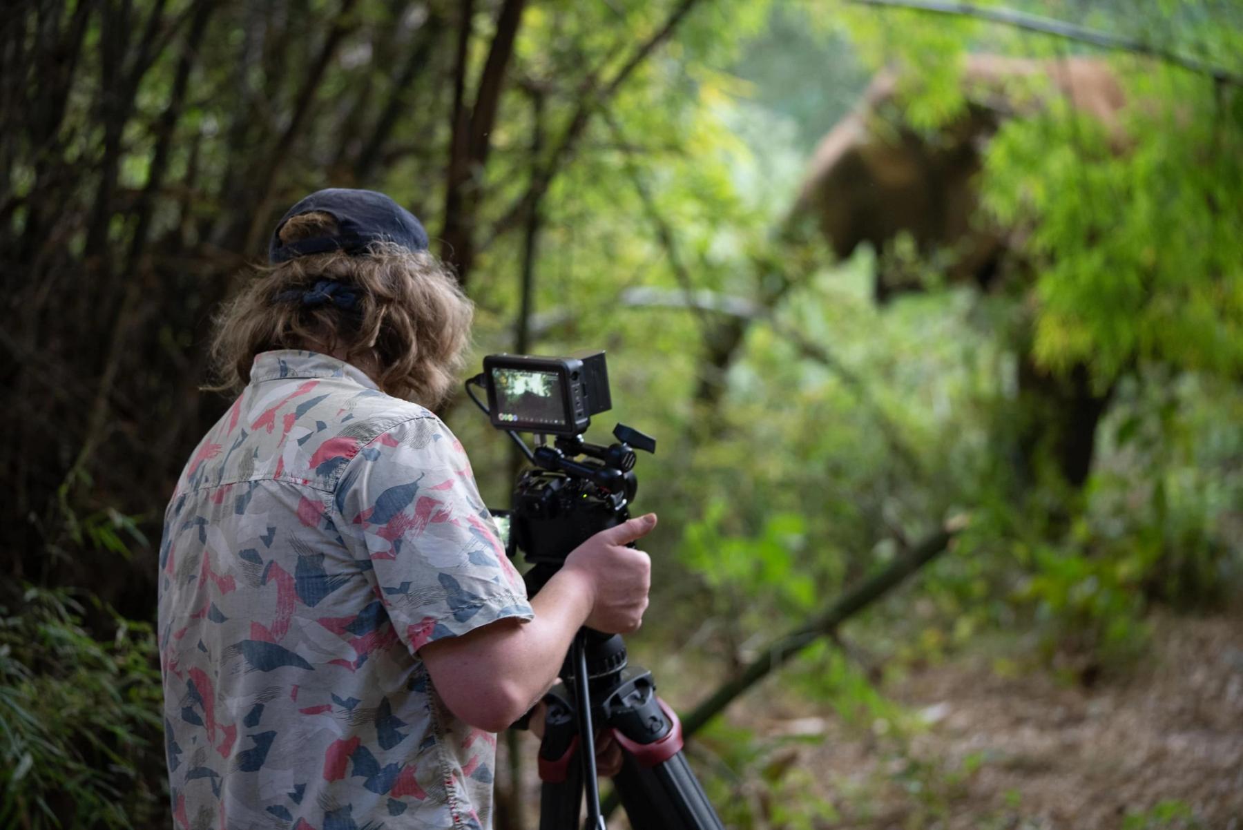 Filming Asian elephants in bamboo forest