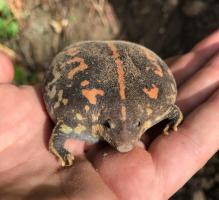 Mexican burrowing toad (Rhinophrynus dorsalis)