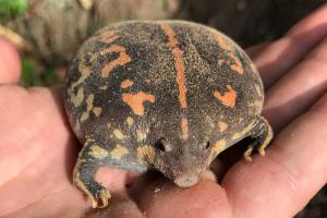 Mexican burrowing toad (Rhinophrynus dorsalis)
