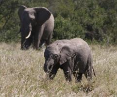 African elephant (Loxodonta africana)