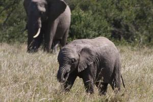 African elephant (Loxodonta africana)
