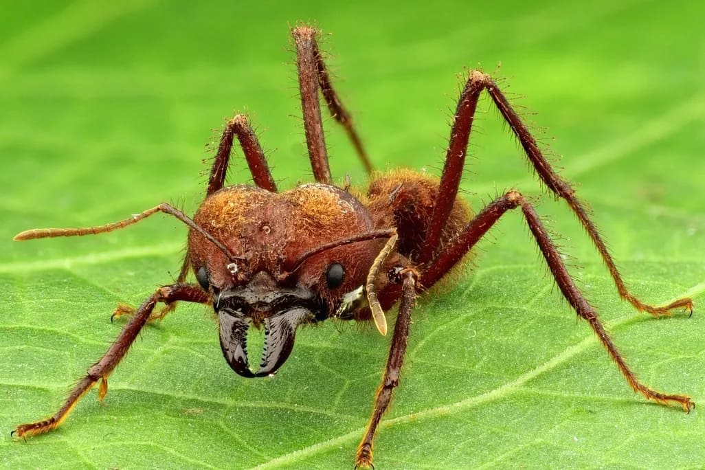 Heavy Metals Give Ants a Powerful Bite