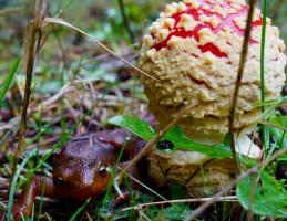 Roughskin Newt (Taricha granulosa) and Amanita mushroom (Amanita muscaria)