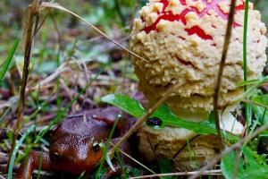 Roughskin Newt (Taricha granulosa) and Amanita mushroom (Amanita muscaria)