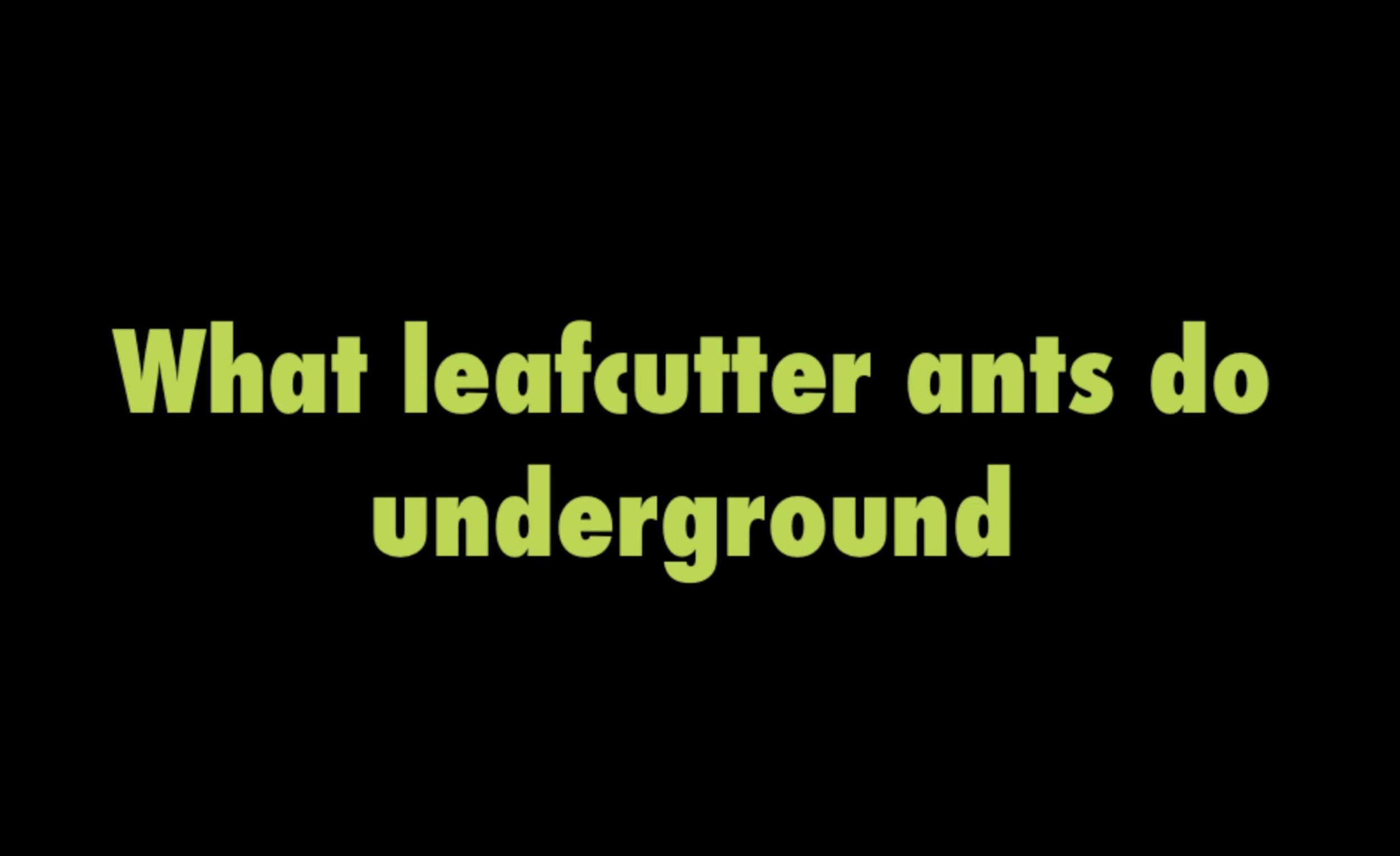 Work of leafcutter ants documented: Ants' prehensile abilities and how they divide their leaf-processing duties 
