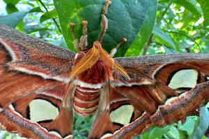 Atlas Moth (Attacus atlas)