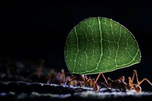 Leafcutter ant (Atta cephalotes)