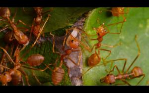 Weaver ant (Oecophylla smaragdina)