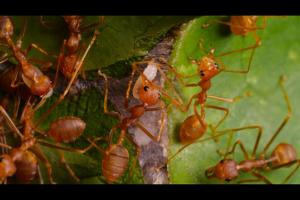 Weaver ant (Oecophylla smaragdina)