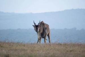 Common Eland (Tragelaphus oryx)