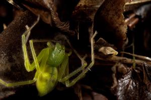 Possibly Misumenops sp.