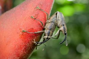 Weevil (Family Curculionidae)