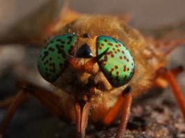 Golden Deer Fly (Silvius gigantulus)