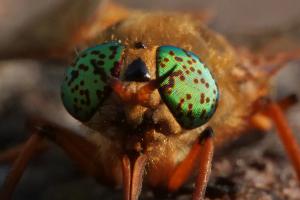 Golden Deer Fly (Silvius gigantulus)