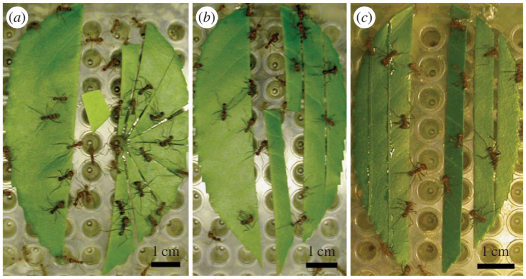 Leaf Processing Behaviour in Atta Leafcutter Ants