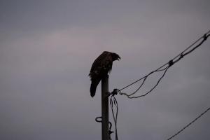 Black Kite (Milvus migrans)