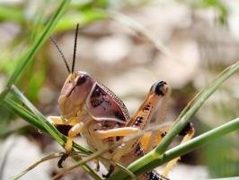 Lubber Grasshoppers (Family Romaleidae)