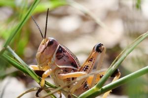 Lubber Grasshoppers (Family Romaleidae)