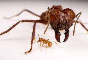 Leafcutter ant (Atta cephalotes)