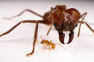 Leafcutter ant (Atta cephalotes)