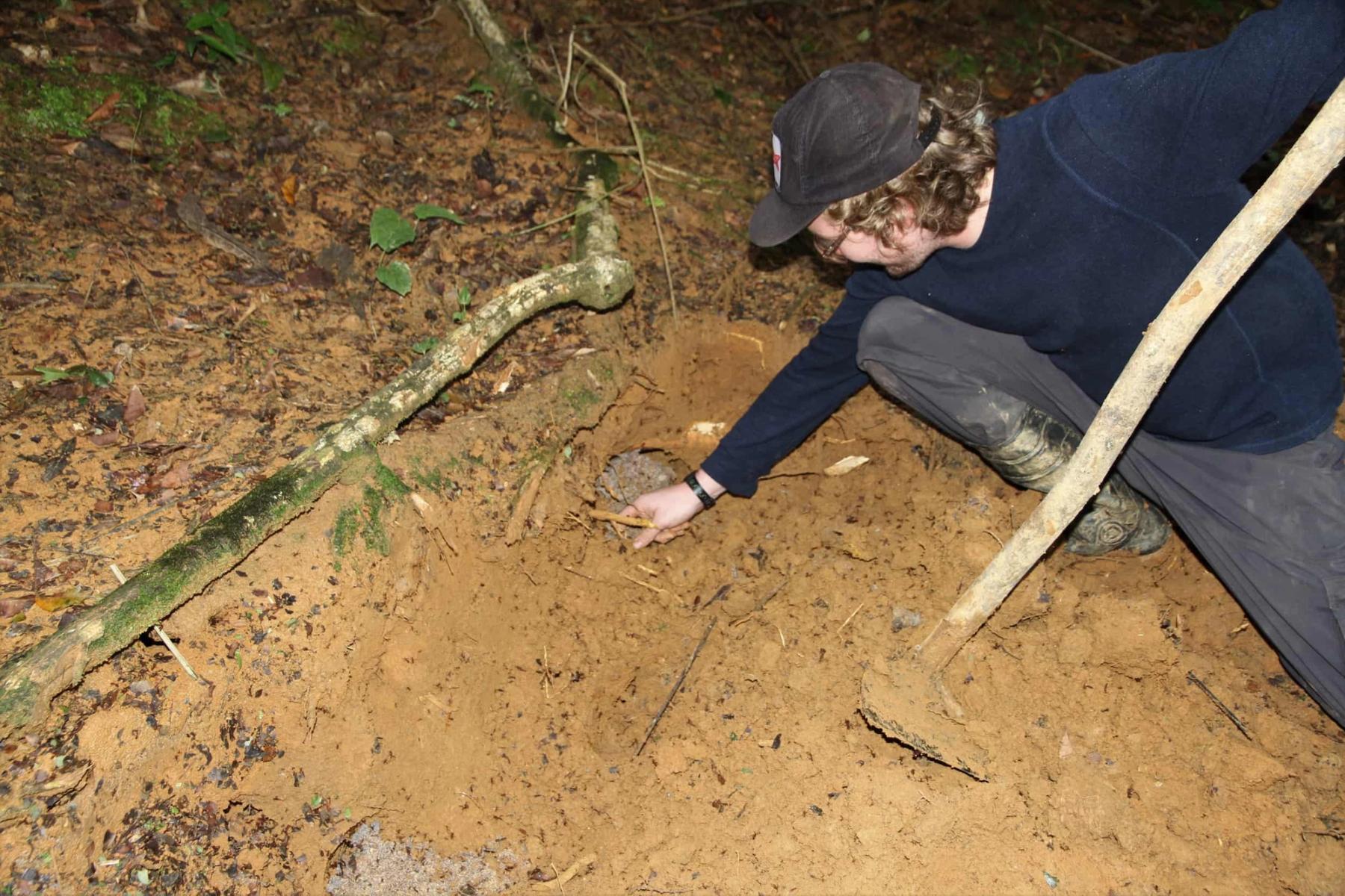 Large colony of Leafcutter ants (Atta cephalotes) excavated in search for myrmecophiles. Peten, Guatemala. 
