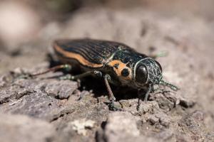 Possibly Lampetis sp.
