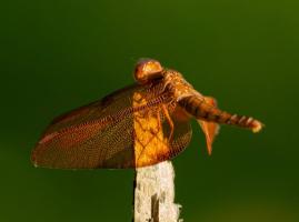 Skimmer dragonfly (Family Libellulidae)