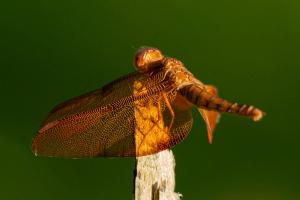 Skimmer dragonfly (Family Libellulidae)
