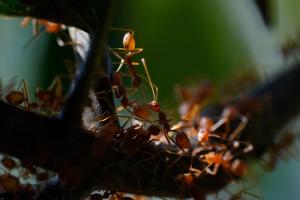 Weaver ants (Oecophylla smaragdina)